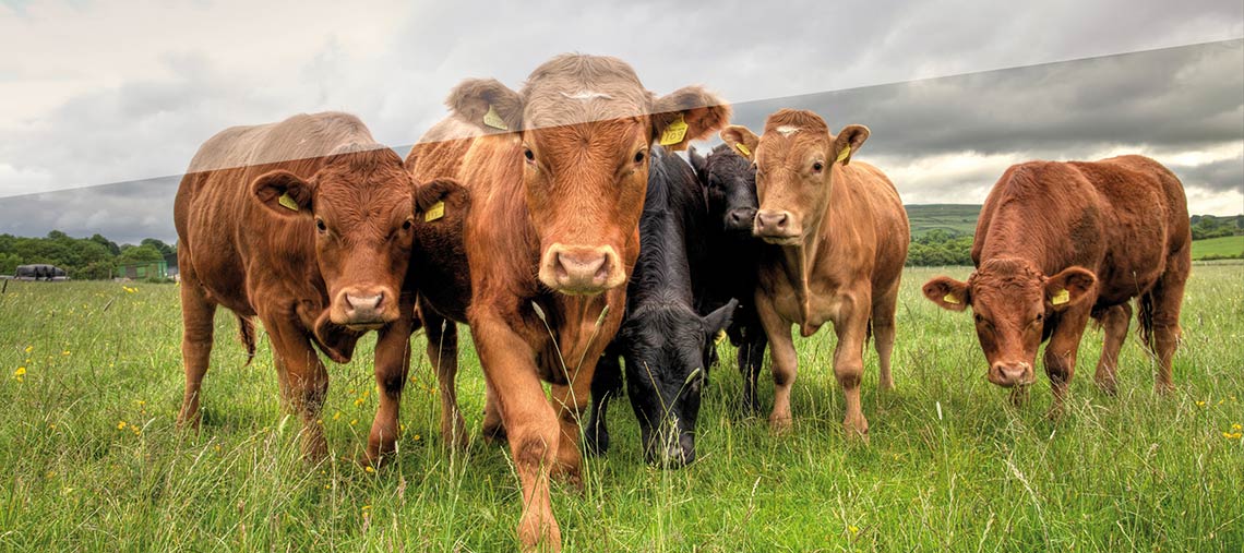 Landwirtschaftliche Buchstelle: Gesellschafter-Geschäftsführer Josef Hoge. Leistungen: Gewinnermittlungen für Photovoltaikanlagen, Umwandlung von Unternehmen, Unternehmensnachfolge, Erbschaft- und Schenkungsteuererklärungen, Landwirtschaftliche Buchstelle uvm.